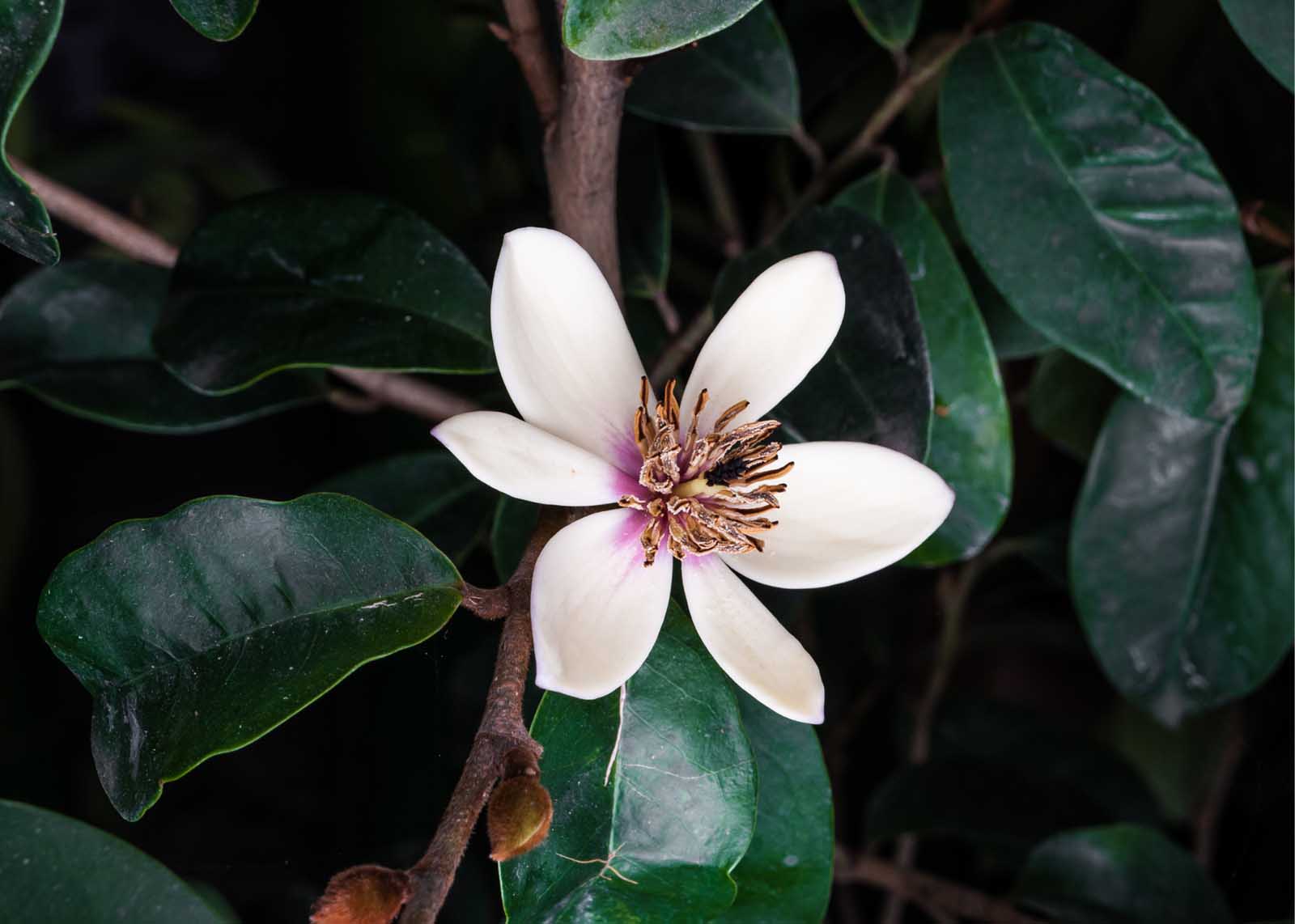 The Best Flowering Shrubs for Florida Landscapes